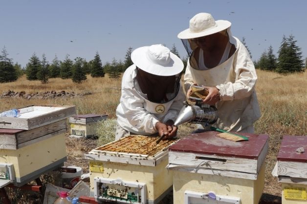 ANADOLU ARISI ISLAH ÇALIŞMALARI TÜM HIZIYLA DEVAM EDİYOR